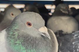 В Ираке голубиные гонки остаются популярным развлечением