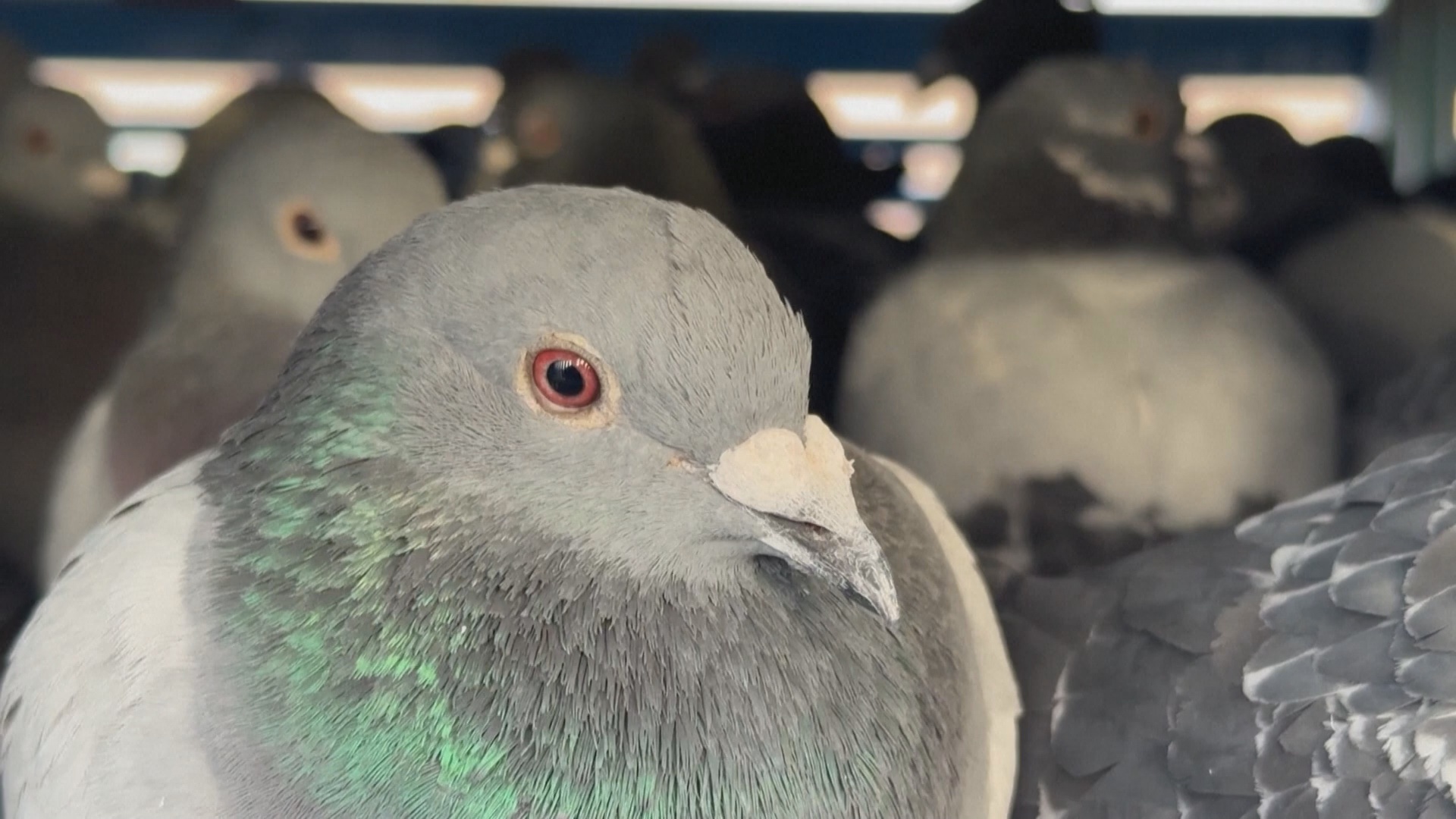 В Ираке голубиные гонки остаются популярным развлечением