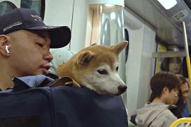 Собак впервые пустили в метро Гонконга