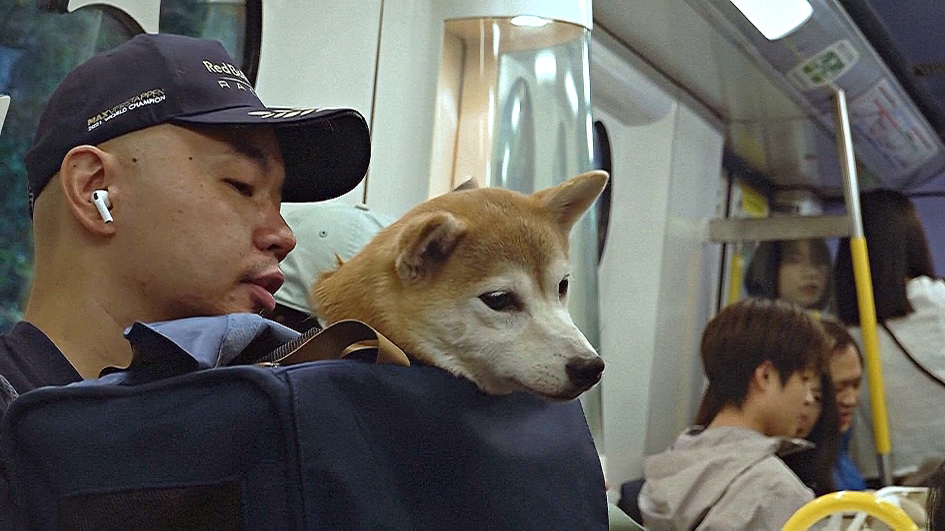 Собак впервые пустили в метро Гонконга