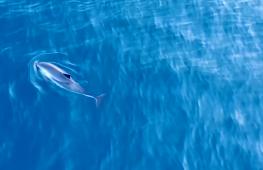 Большие скопления морских свиней у Шетландских островов озадачили учёных