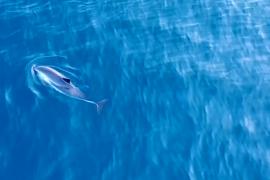 Большие скопления морских свиней у Шетландских островов озадачили учёных