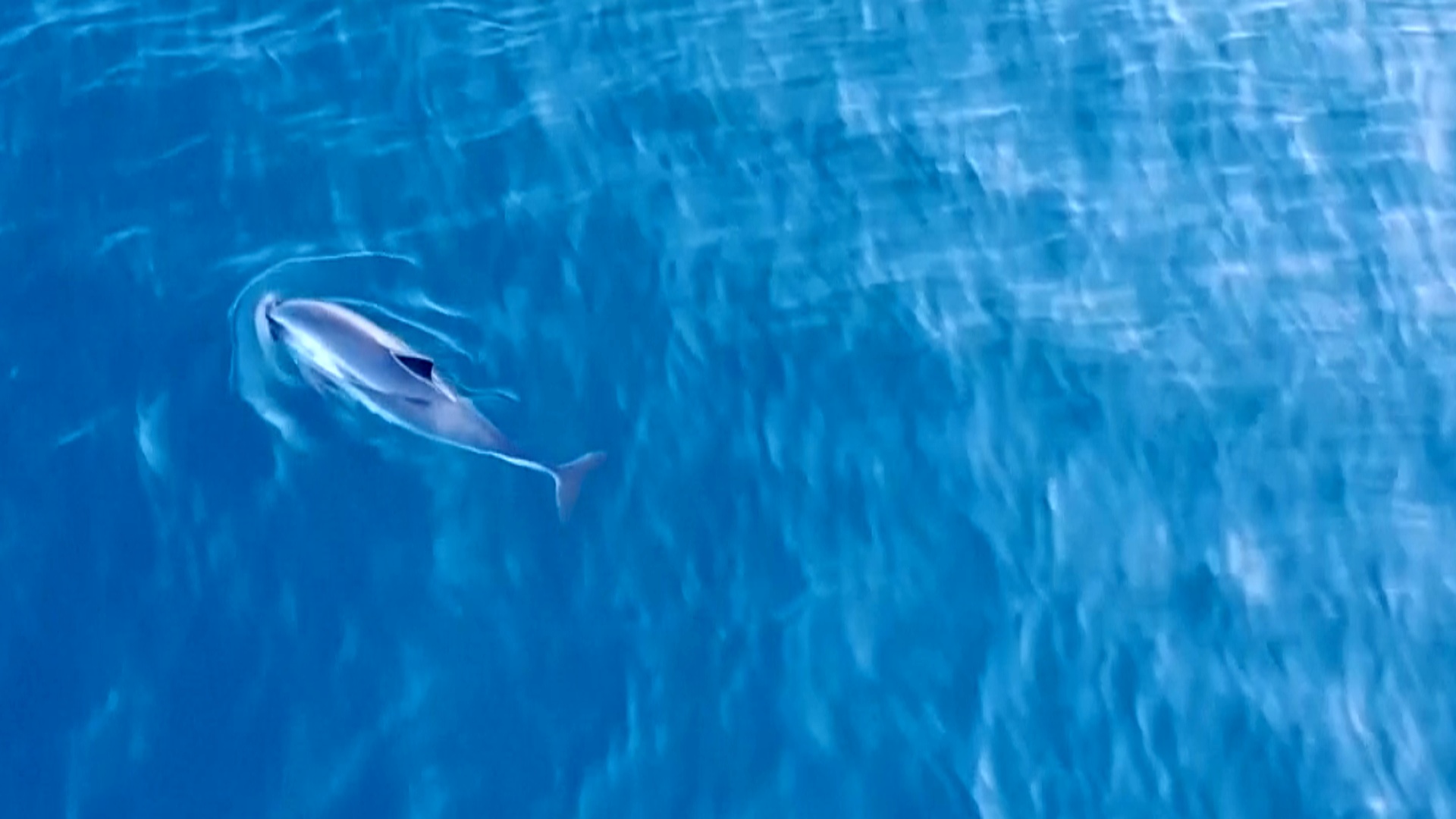 Большие скопления морских свиней у Шетландских островов озадачили учёных