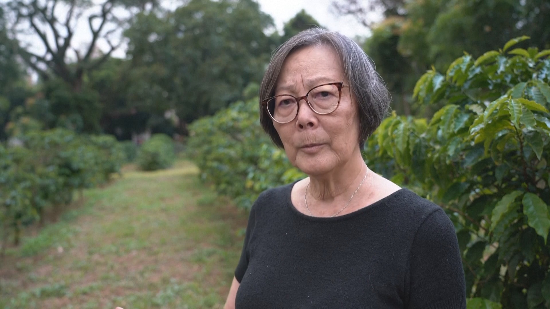 1500 кофейных деревьев высадили на крупнейшей в мире городской кофейной плантации в Бразилии