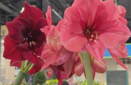 Буйство красок: масштабная выставка цветов и садовых растений прошла в Филадельфии