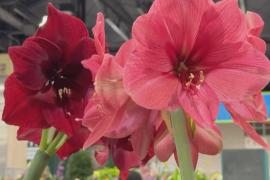 Буйство красок: масштабная выставка цветов и садовых растений прошла в Филадельфии