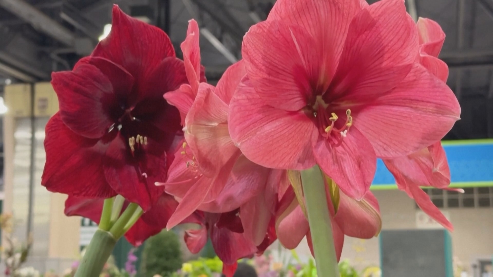 Буйство красок: масштабная выставка цветов и садовых растений прошла в Филадельфии