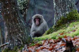 За что японские фермеры уничтожают макак