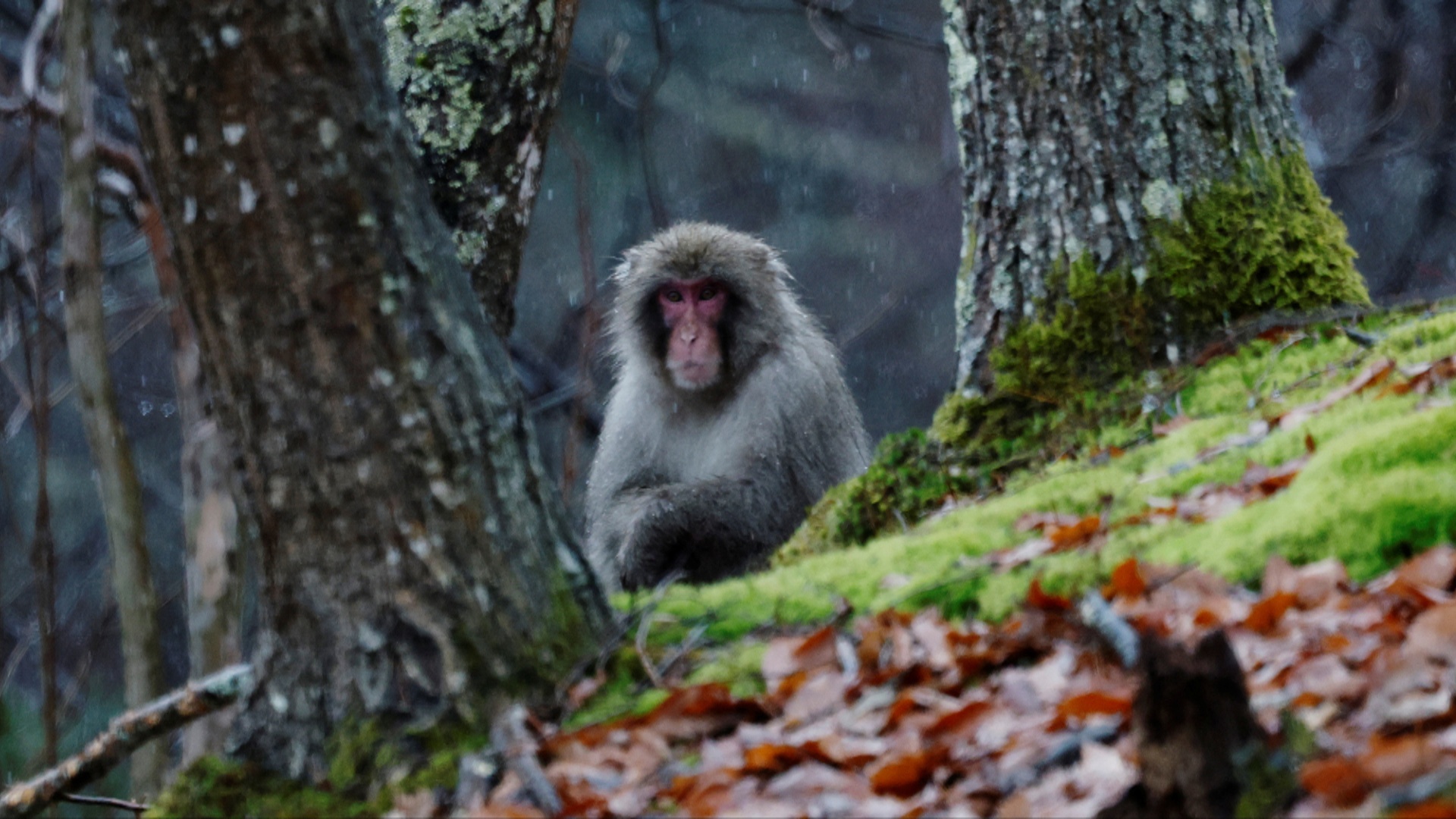 За что японские фермеры уничтожают макак