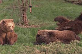 Как четыре медведицы пробуждались от спячки в британском зоопарке