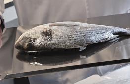 Испанские учёные разработали искусственную роговицу глаза из рыбьей чешуи