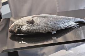 Испанские учёные разработали искусственную роговицу глаза из рыбьей чешуи