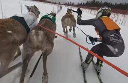Захватывающие гонки северных оленей уже 70 лет проводят в Финляндии