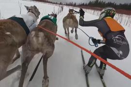 Захватывающие гонки северных оленей уже 70 лет проводят в Финляндии