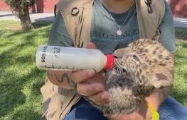 Двух детёнышей редкого африканского леопарда растят в зоопарке в Мексике