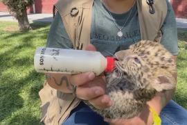 Двух детёнышей редкого африканского леопарда растят в зоопарке в Мексике