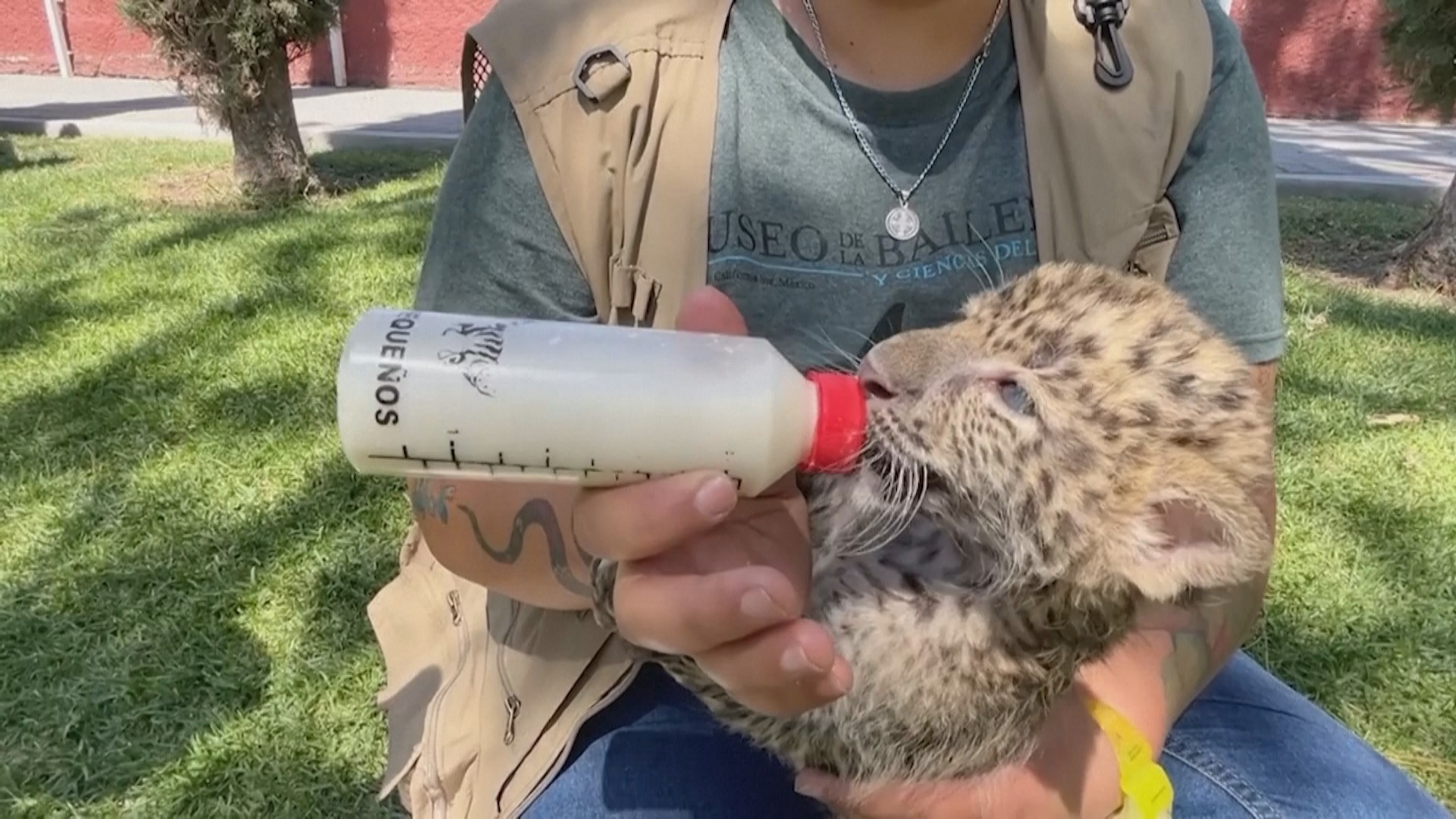 Двух детёнышей редкого африканского леопарда растят в зоопарке в Мексике