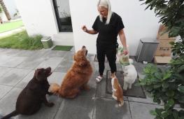 Люди в ОАЭ объединились, чтобы помочь брошенным из-за войны животным