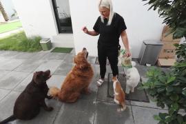 Люди в ОАЭ объединились, чтобы помочь брошенным из-за войны животным