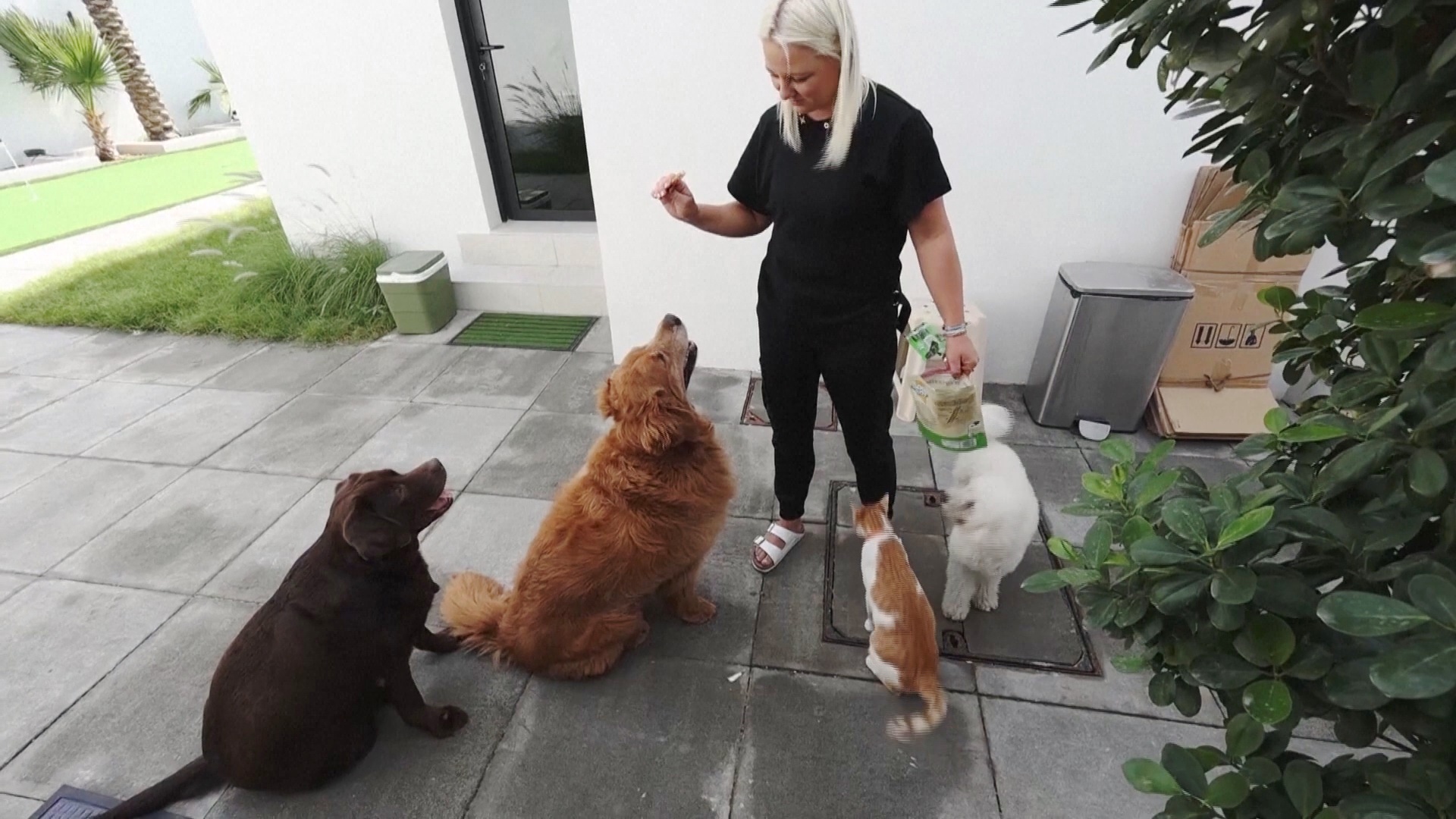 Люди в ОАЭ объединились, чтобы помочь брошенным из-за войны животным