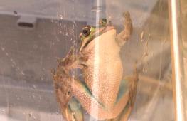 Лягушка, вымершая из-за грибкового заболевания, возвращается в водно-болотные угодья в Австралии