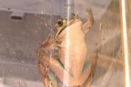 Лягушка, вымершая из-за грибкового заболевания, возвращается в водно-болотные угодья в Австралии