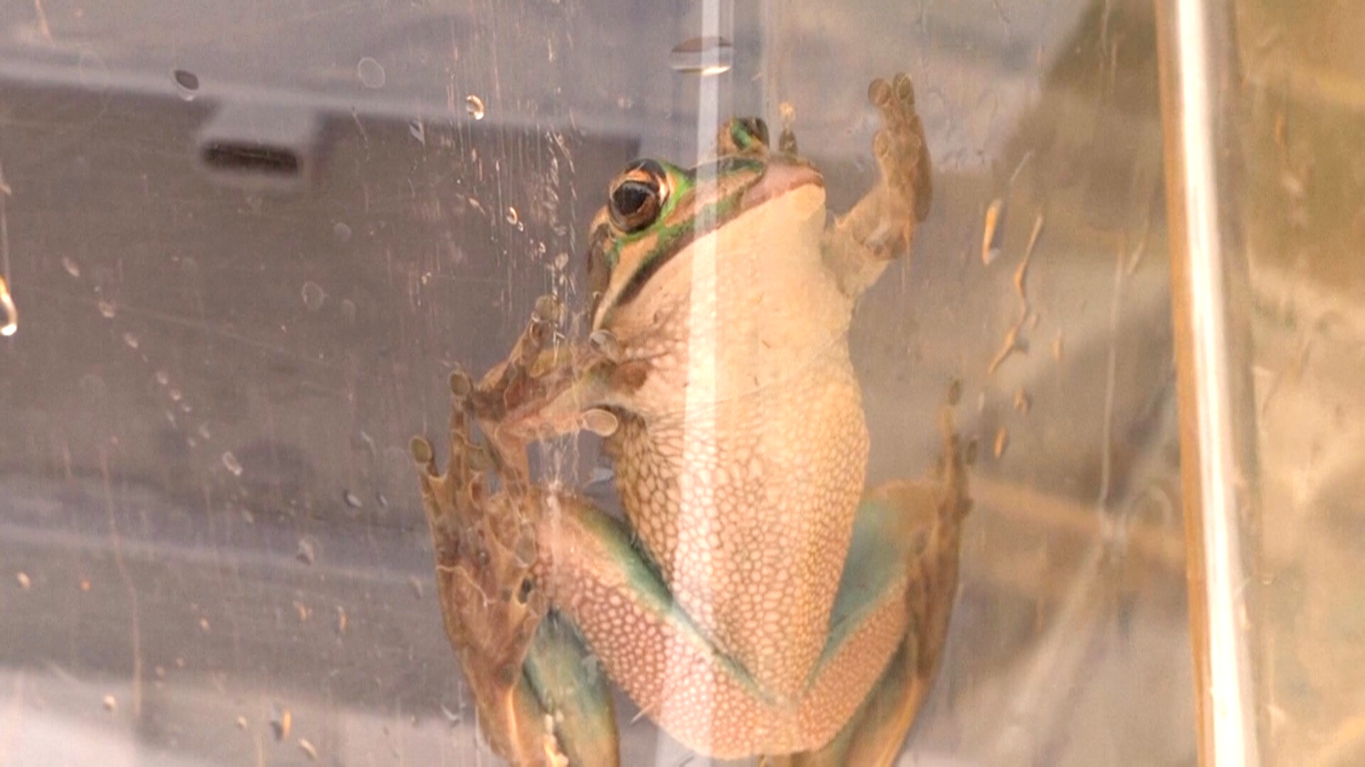 Лягушка, вымершая из-за грибкового заболевания, возвращается в водно-болотные угодья в Австралии Лягушка, вымершая из-за грибкового заболевания, возвращается в водно-болотные угодья в Австралии