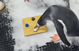 Новое исследование: белый пластик привлекает пингвинов