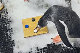 Новое исследование: белый пластик привлекает пингвинов