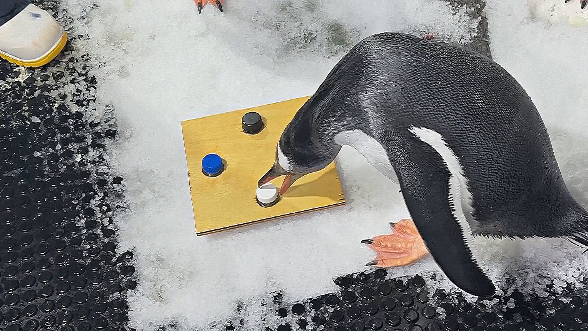 Новое исследование: белый пластик привлекает пингвинов