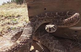 Почему звук гремучей змеи – такой эффективный предупреждающий сигнал в природе