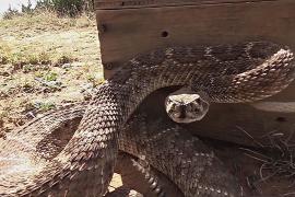 Почему звук гремучей змеи – такой эффективный предупреждающий сигнал в природе