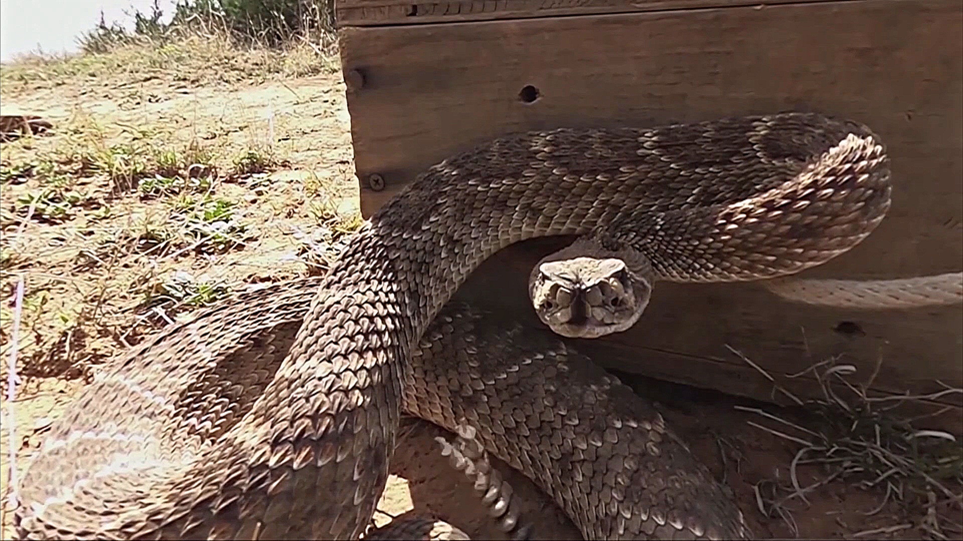 Почему звук гремучей змеи – такой эффективный предупреждающий сигнал в природе Почему звук гремучей змеи – такой эффективный предупреждающий сигнал в природе