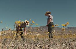 Долину Смерти в Калифорнии украсили тысячи полевых цветов