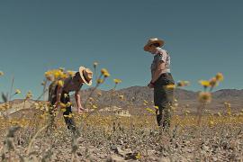 Долину Смерти в Калифорнии украсили тысячи полевых цветов