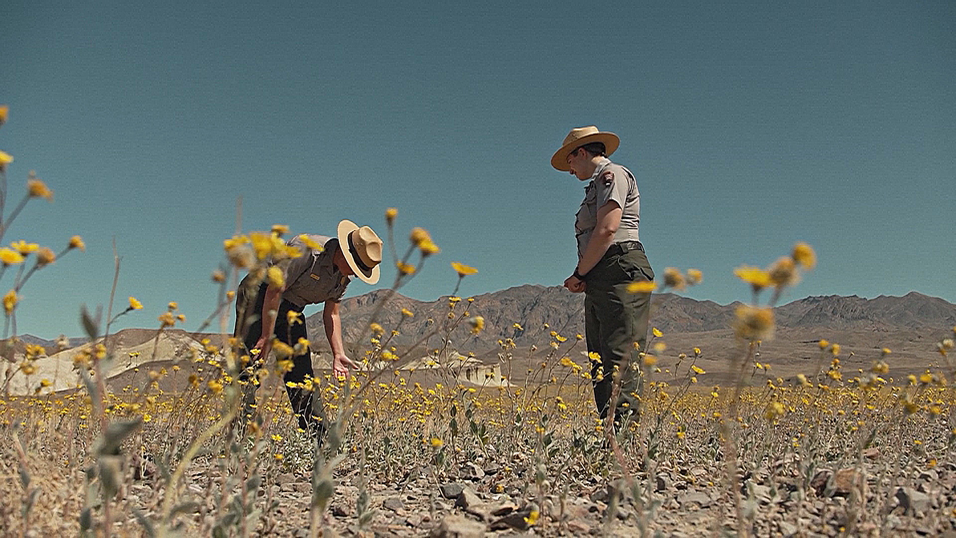 Долину Смерти в Калифорнии украсили тысячи полевых цветов