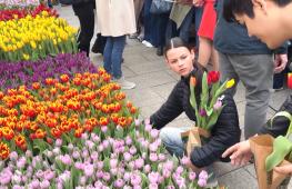 Голландцы подарили людям в Берлине тысячи тюльпанов