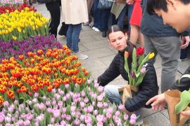 Голландцы подарили людям в Берлине тысячи тюльпанов