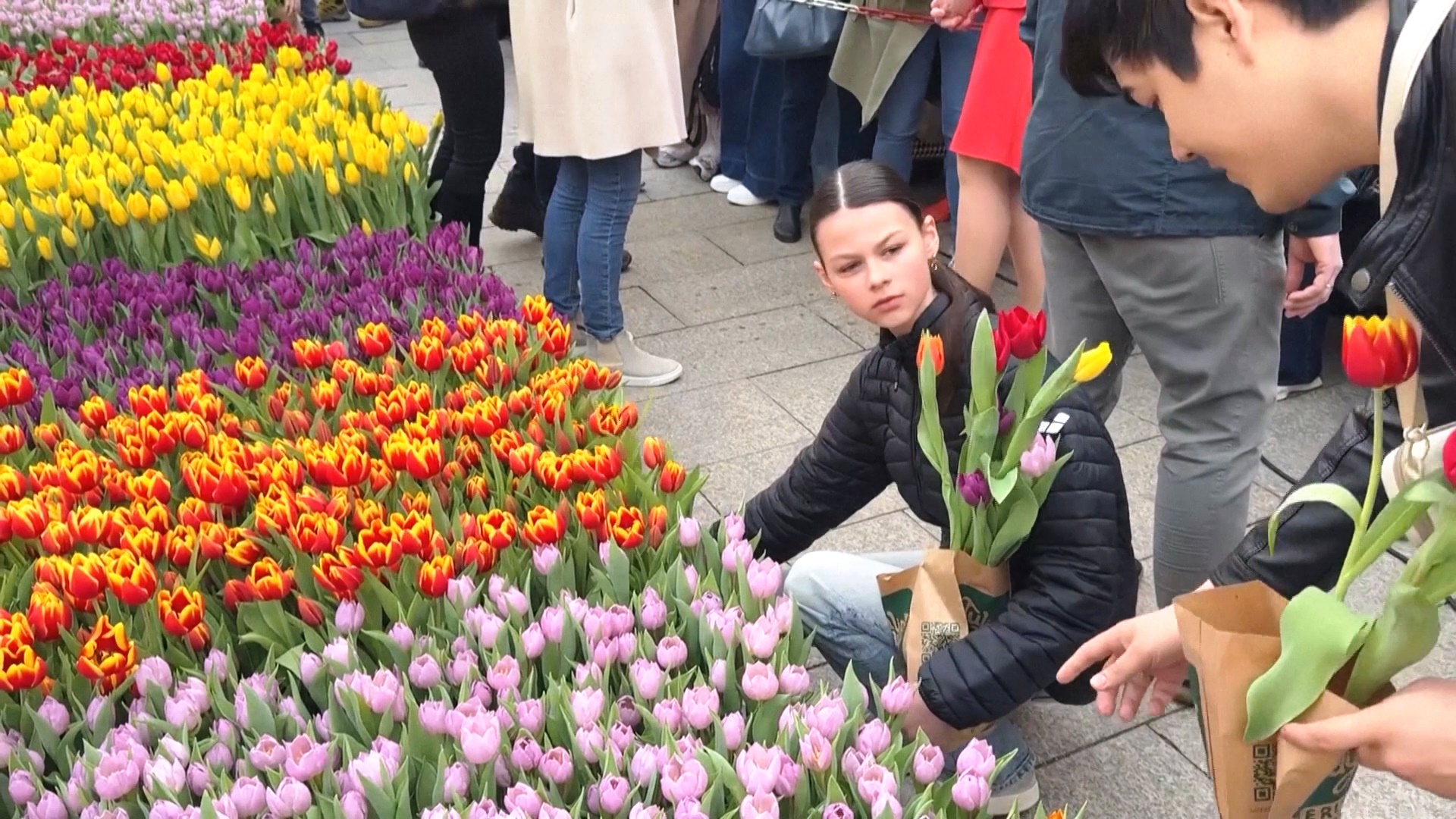 Голландцы подарили людям в Берлине тысячи тюльпанов