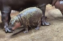 Рождение детёныша редкого карликового бегемота приветствуют в зоопарке в Польше