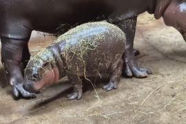 Рождение детёныша редкого карликового бегемота приветствуют в зоопарке в Польше