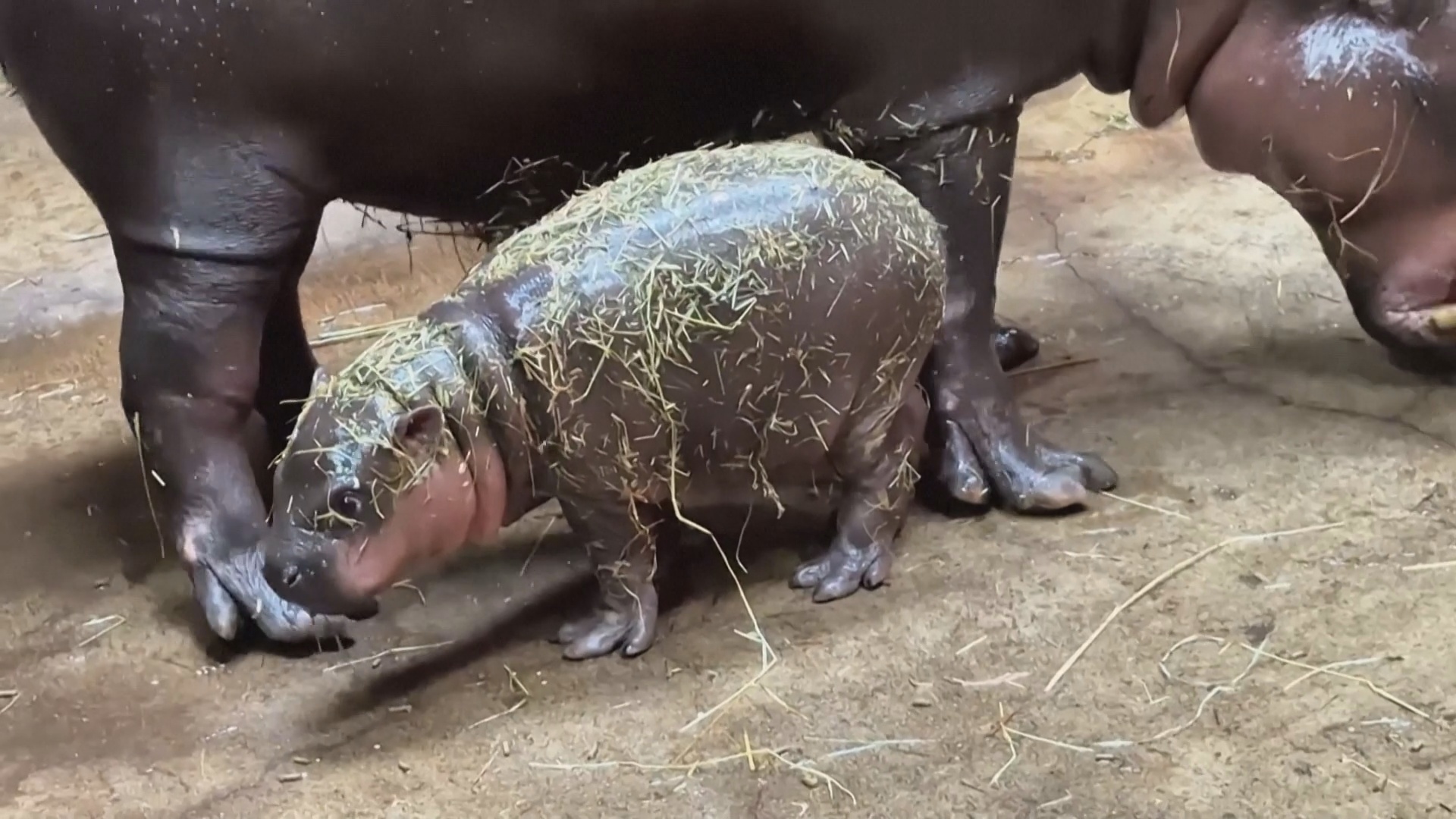 Рождение детёныша редкого карликового бегемота приветствуют в зоопарке в Польше