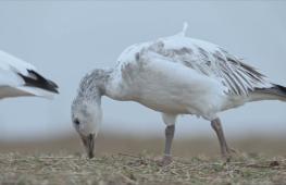 Завораживающий полёт на рассвете: тысячи людей приезжают посмотреть на белых гусей в Пенсильвании