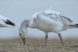 Завораживающий полёт на рассвете: тысячи людей приезжают посмотреть на белых гусей в Пенсильвании