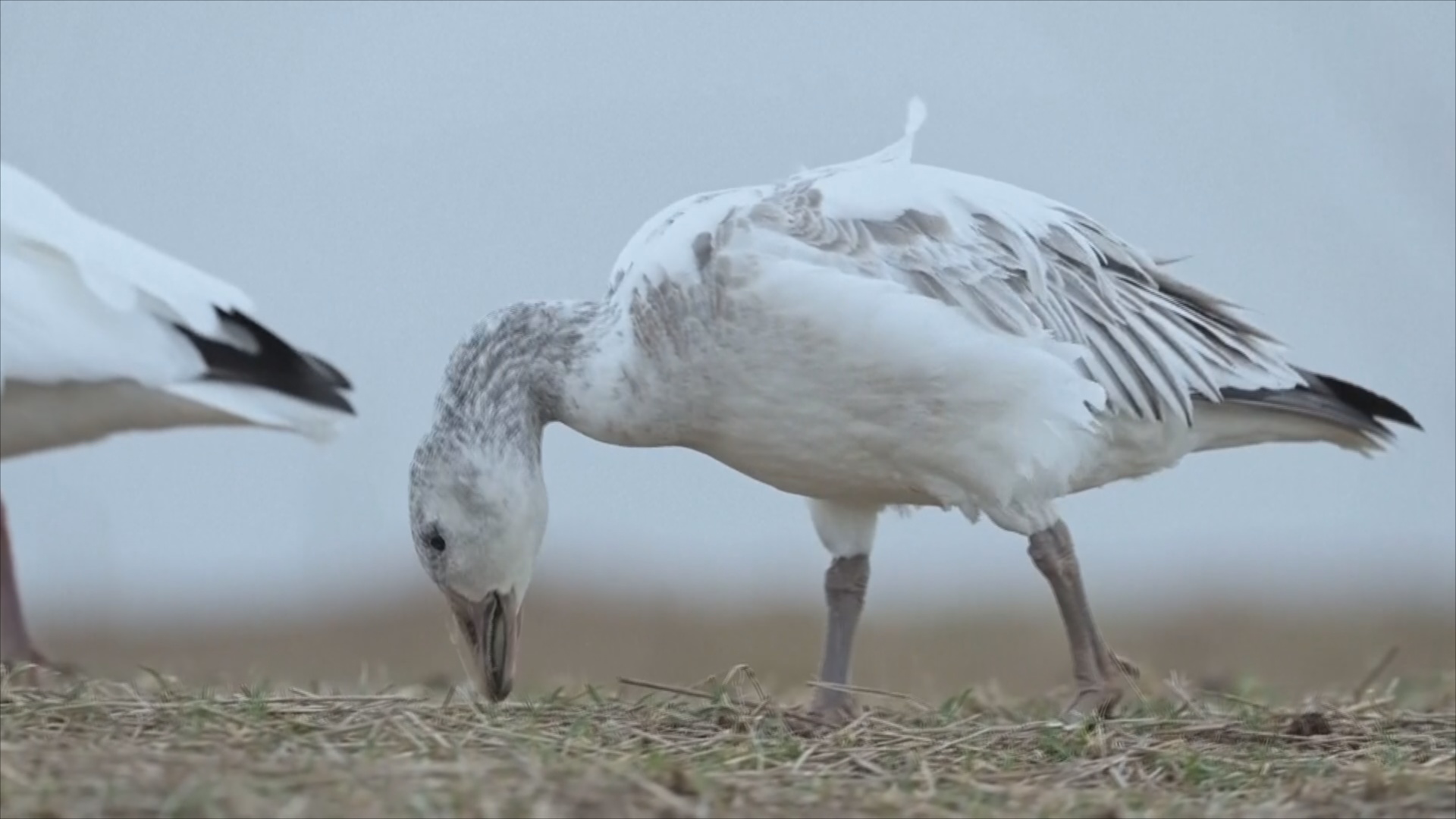 Завораживающий полёт на рассвете: тысячи людей приезжают посмотреть на белых гусей в Пенсильвании