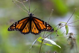 Мексика призывает США не использовать гербициды, чтобы защитить бабочек-монархов