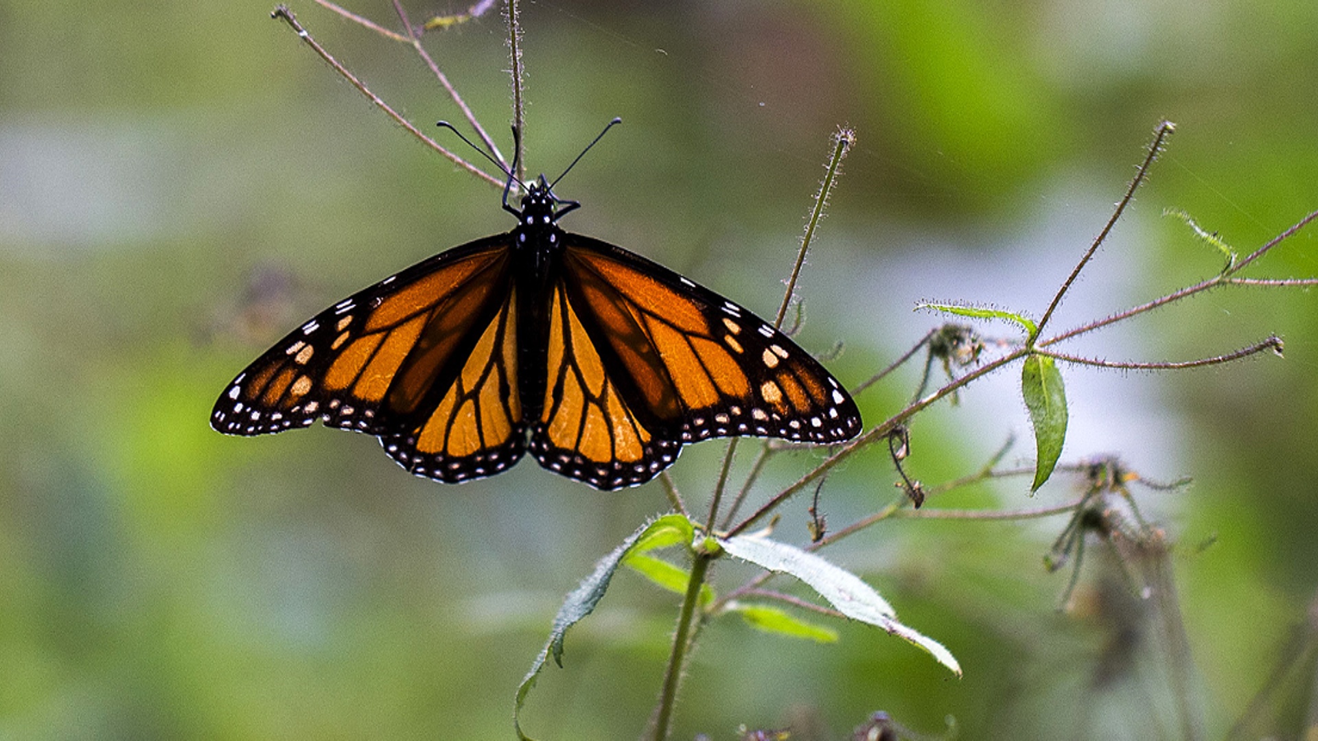 Мексика призывает США не использовать гербициды, чтобы защитить бабочек-монархов