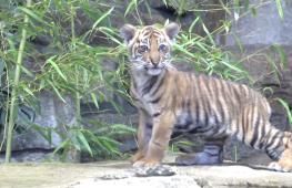 Суматранский тигрёнок в зоопарке Берлина получил имя