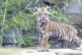 Суматранский тигрёнок в зоопарке Берлина получил имя