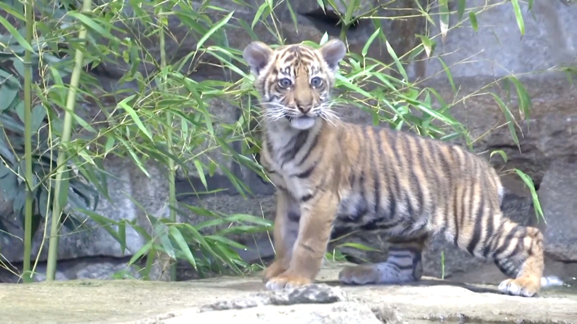 Суматранский тигрёнок в зоопарке Берлина получил имя
